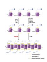 AtHDA6 functions as an H3K18ac eraser to maintain pericentromeric CHG methylation in Arabidopsis thaliana